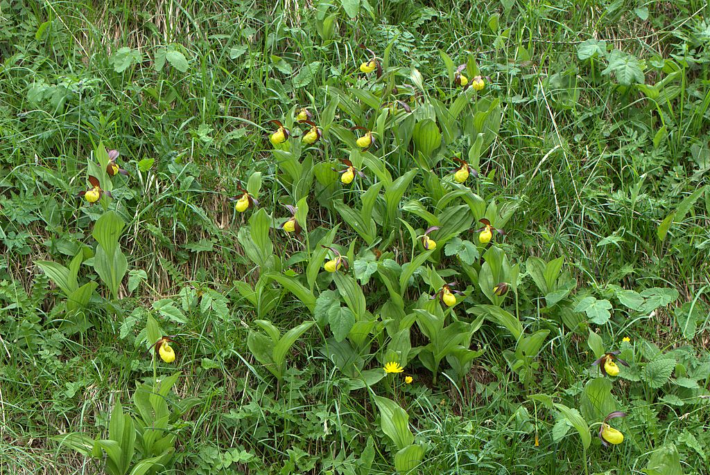 Finalmente Cypripedium calceolus